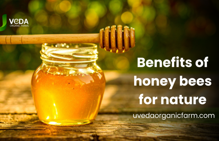 Why Honey Bees Are Important for the Environment | Benefits & Facts