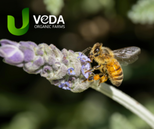 organic honey